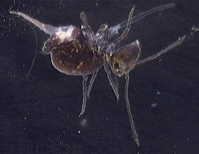 Dicyrtoma fusca